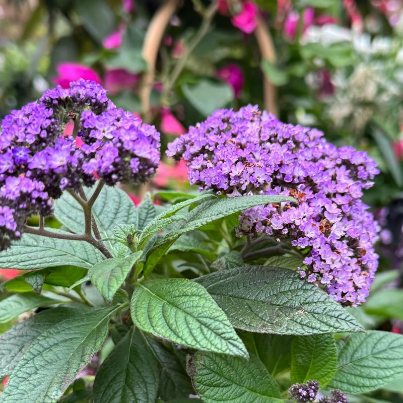 Heliotrope