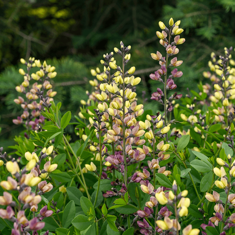 Lupines: Short-Lived Stars With Climate Complaints