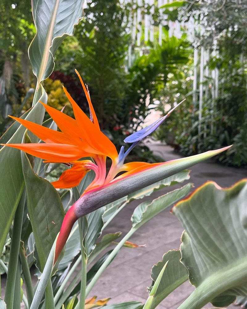 Bird Of Paradise