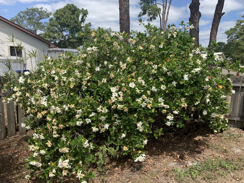 Gardenia Shrubs