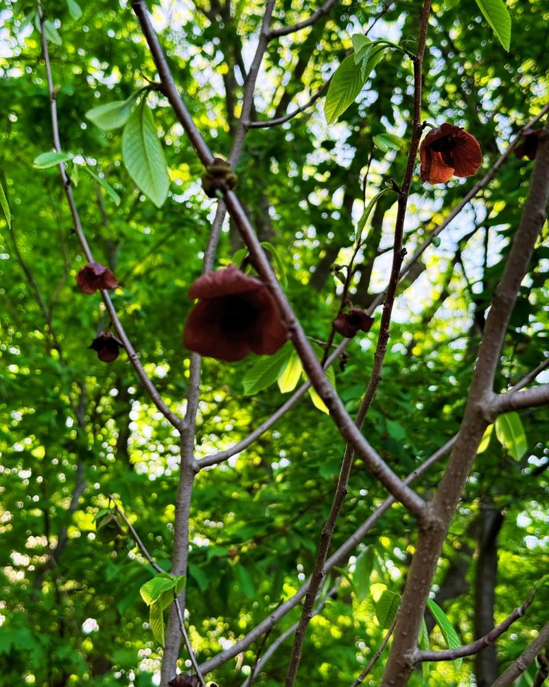 Pawpaw