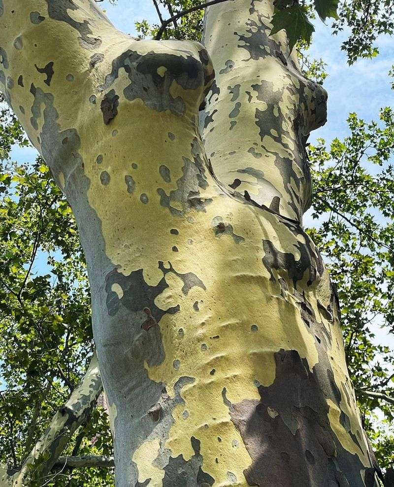 London Planetree