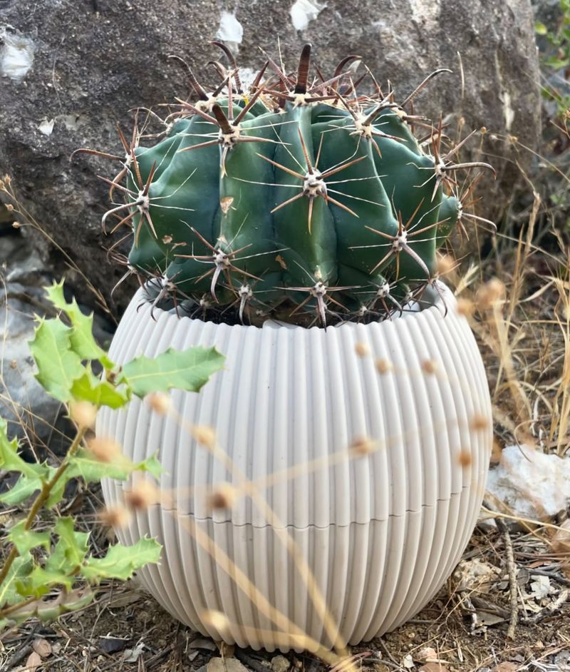 Cactus