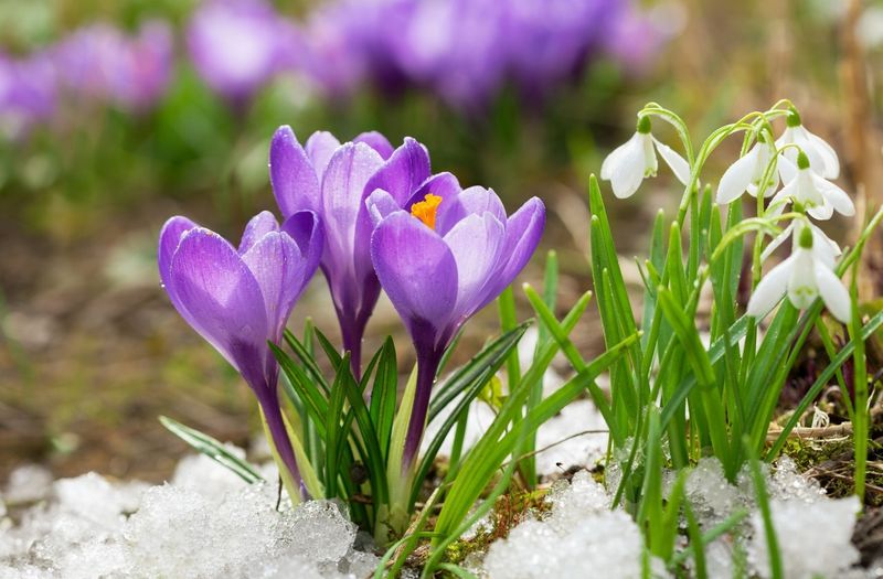 Crocuses