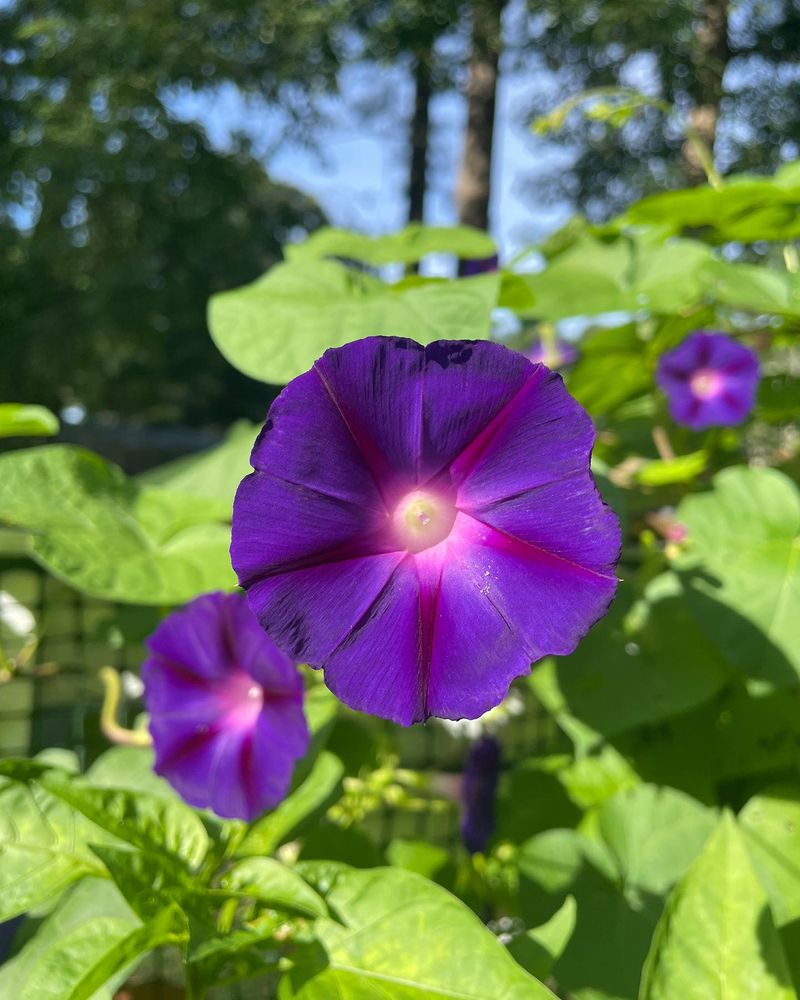 Morning Glory