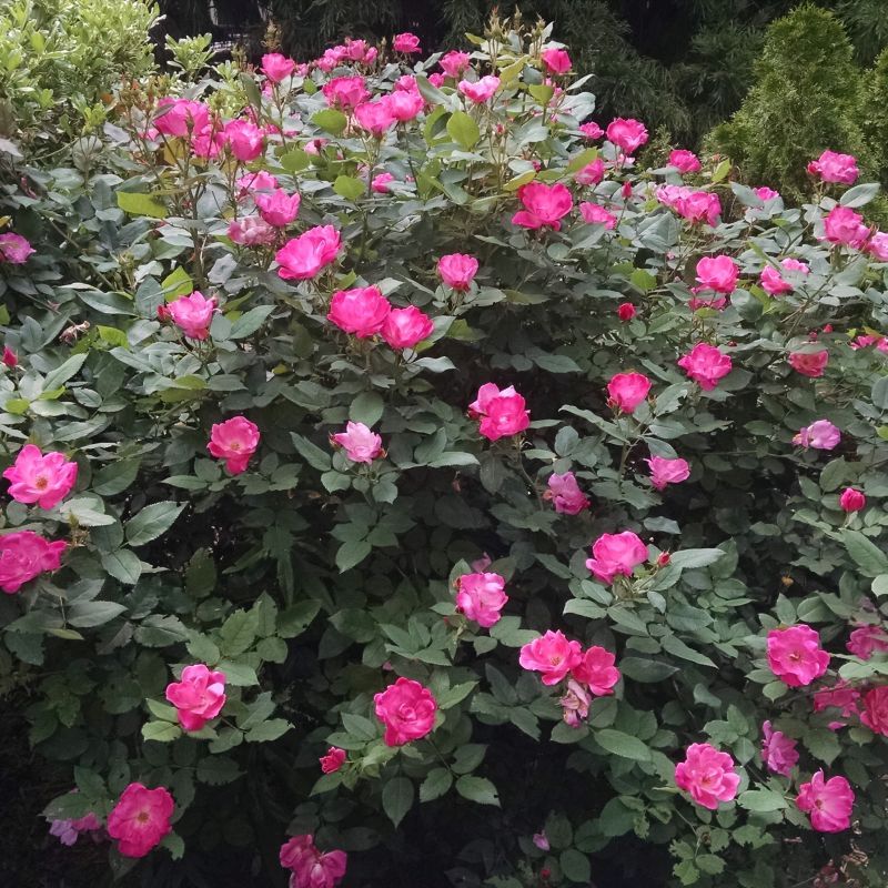 Knock Out Roses