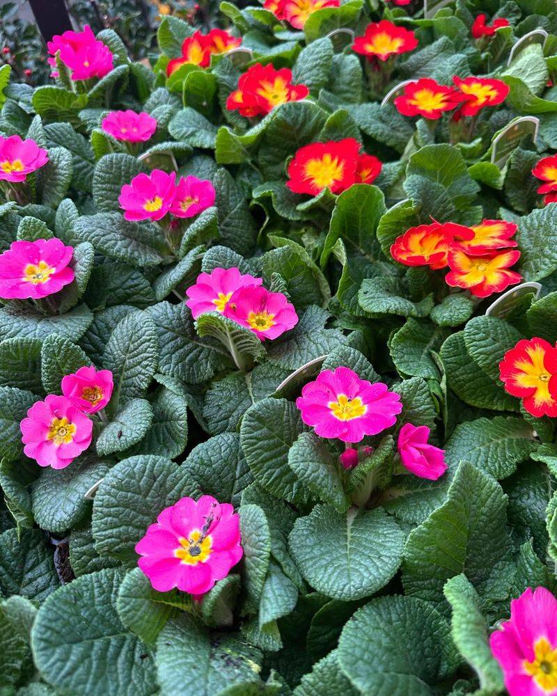 Primrose's Early Exit