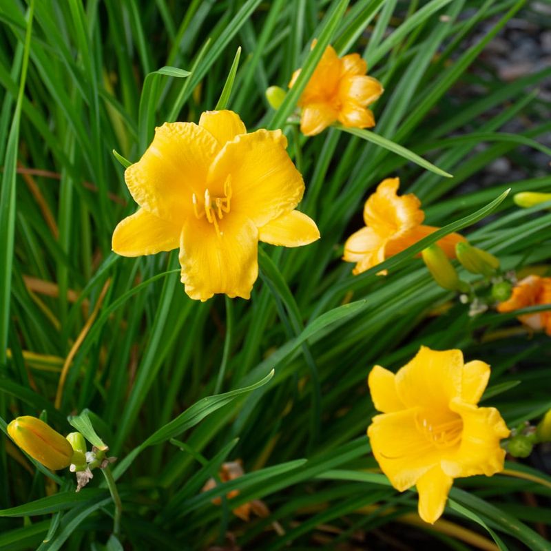 Daylilies Provide Summer-Long Solutions
