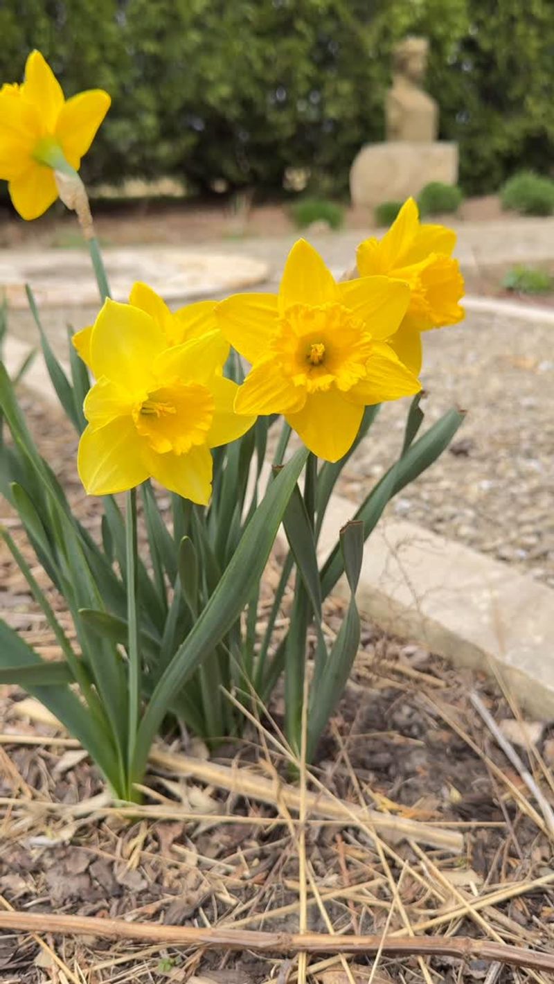 Daffodils: Cheerful Harbingers (Save For Fall)