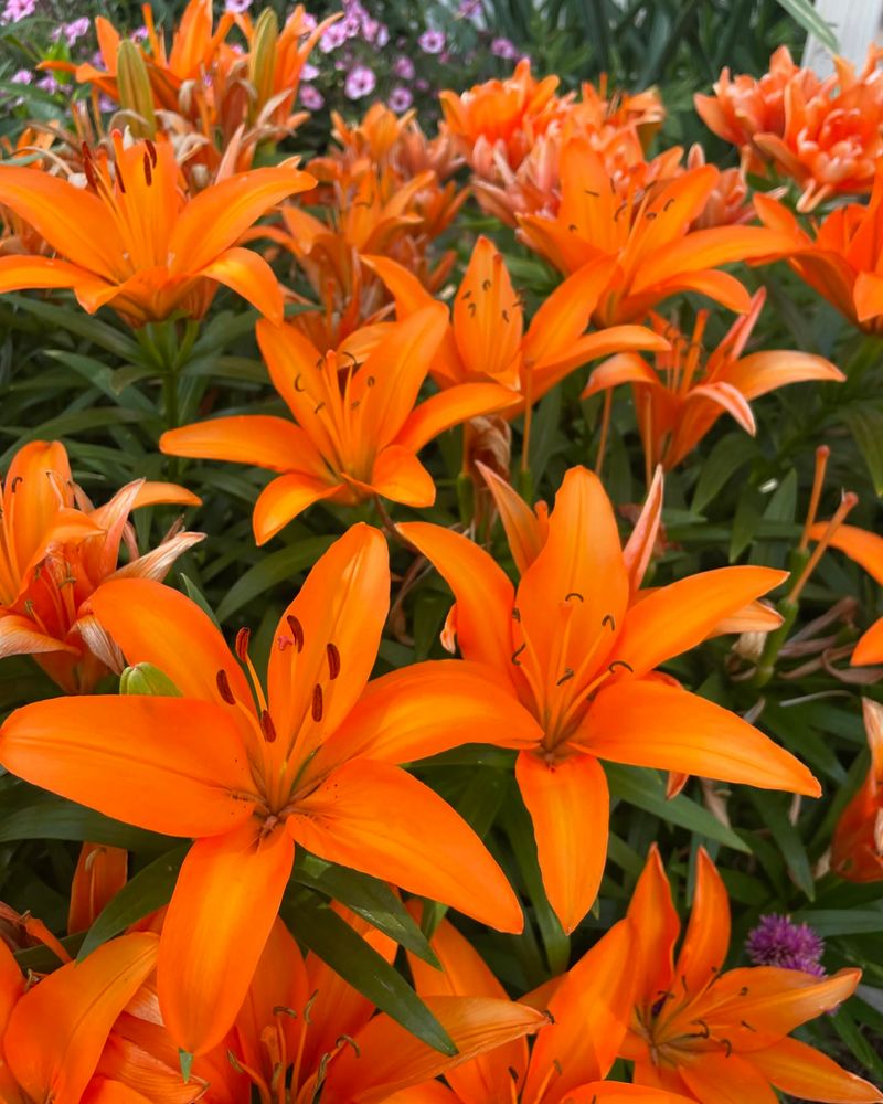 Asiatic Lilies