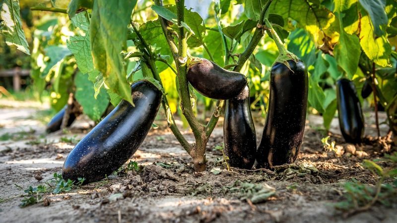 Eggplant