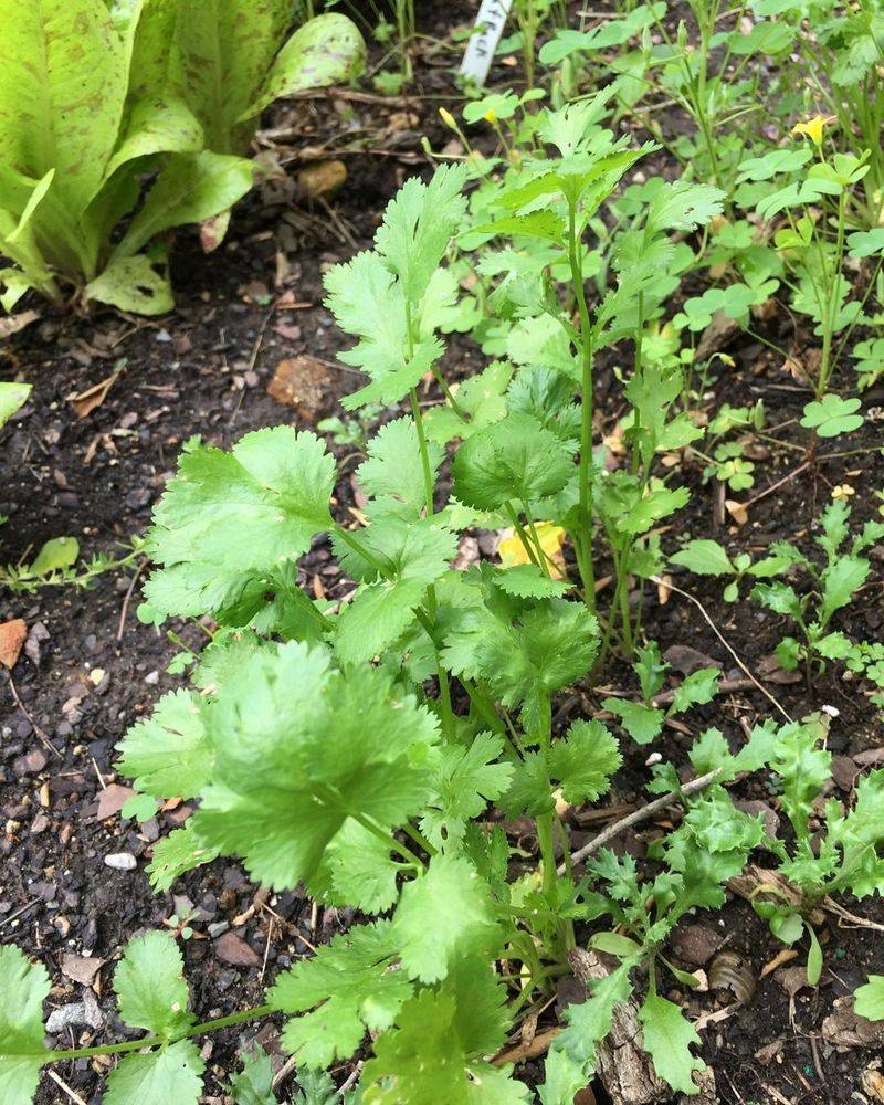 Cilantro