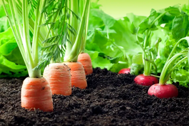 Radishes: The Deceptive Companion