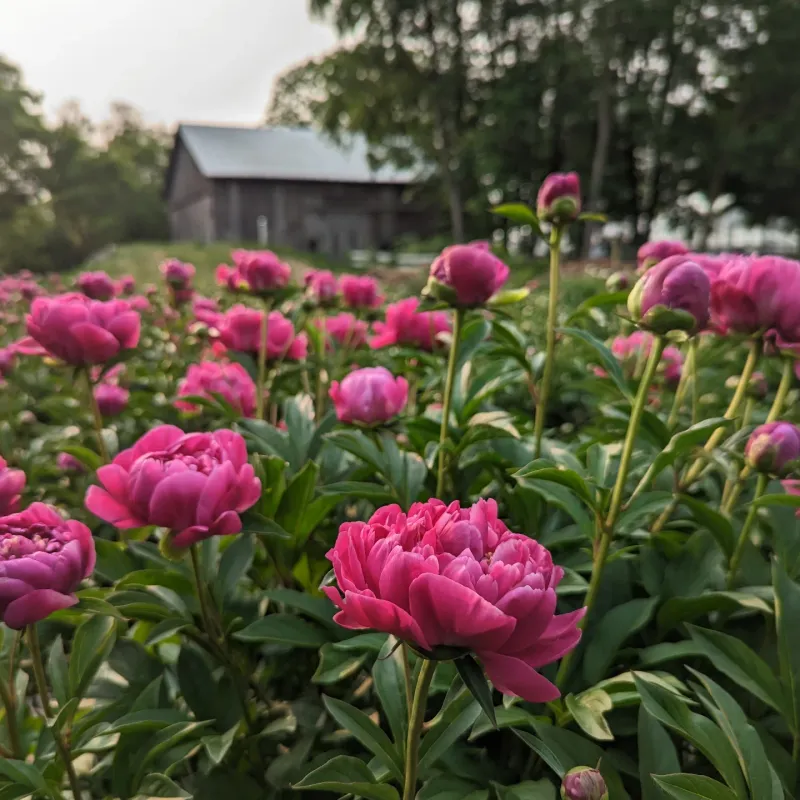Decorative Metal Peony Rings