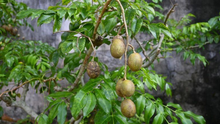 Ambarella or Spondias dulcis