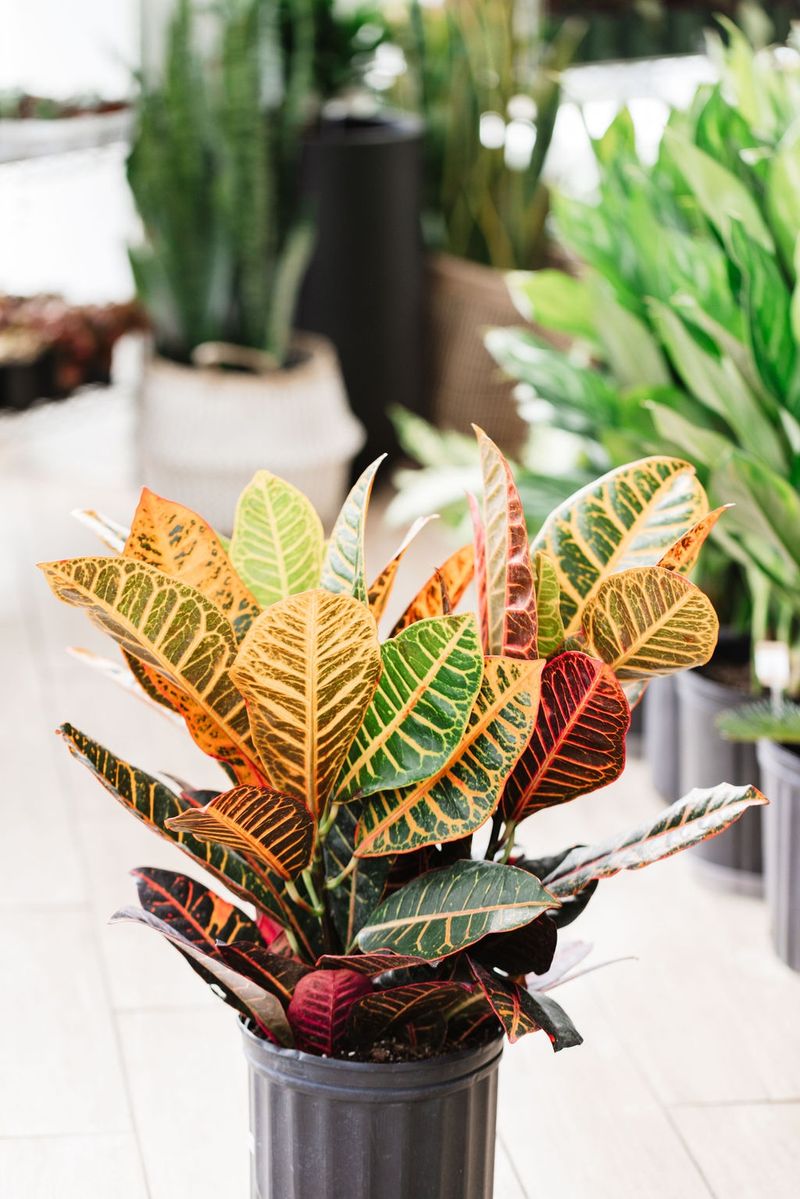 Croton