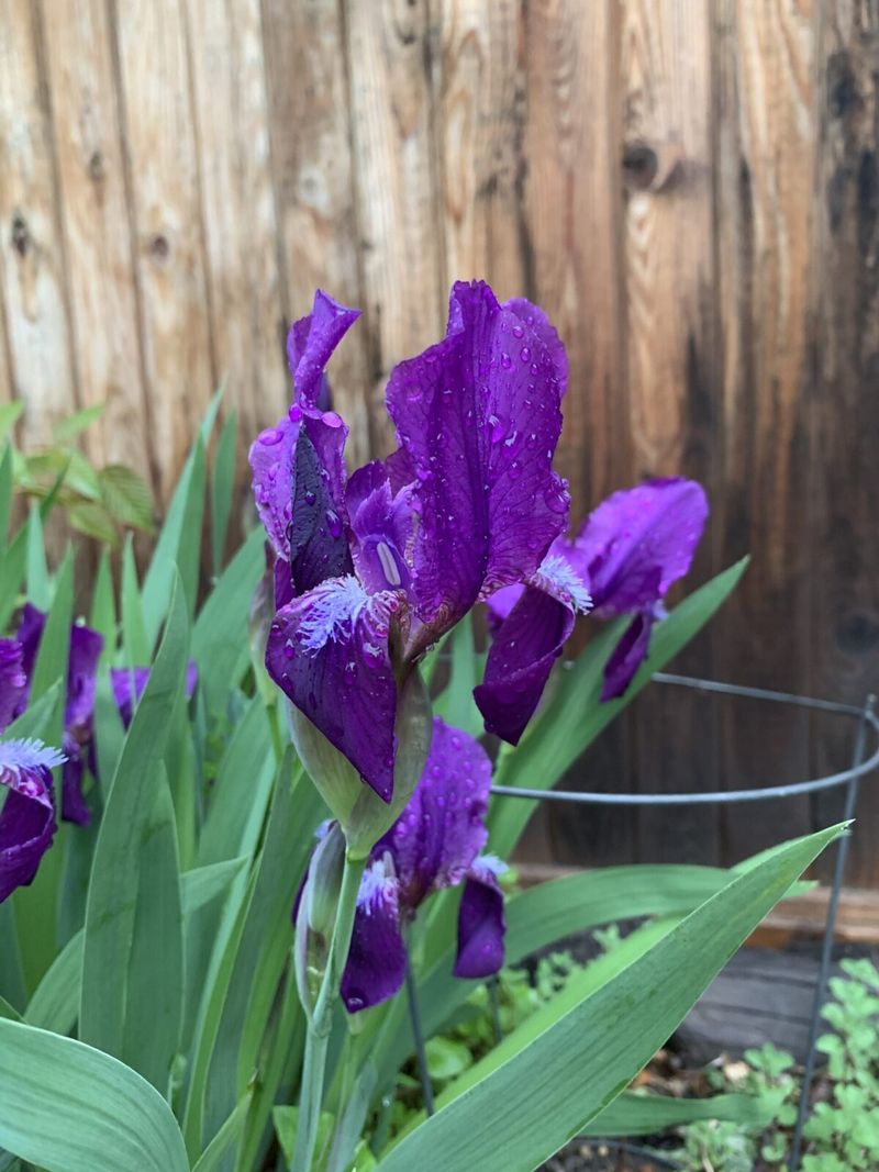 Areas With Aggressive Spreading Plants
