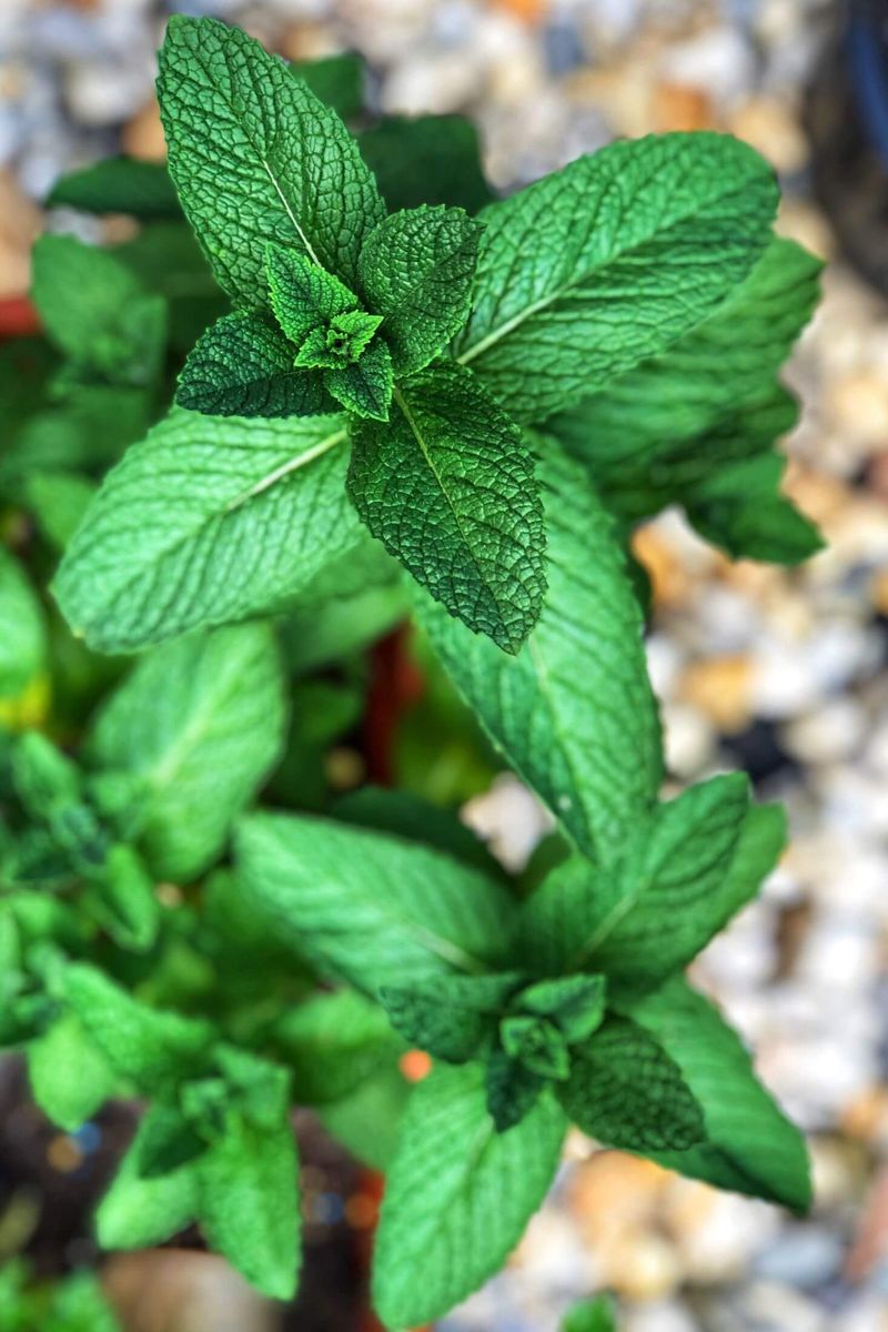 Near Aggressive Mint Family Plants