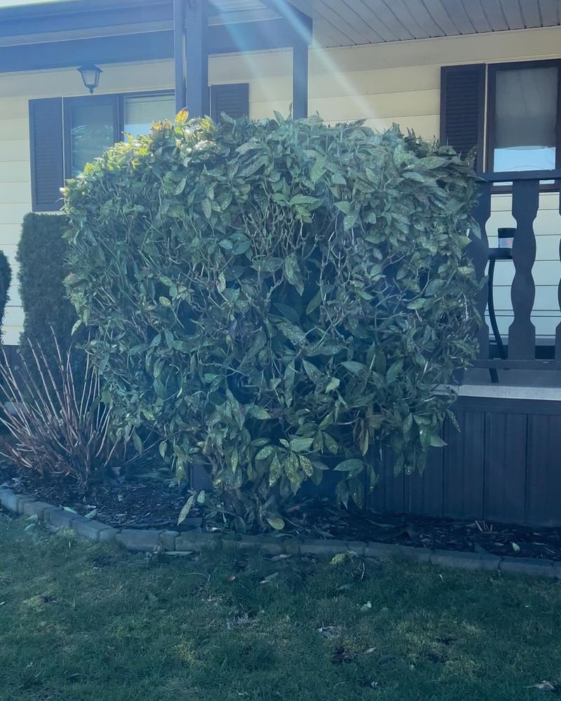 Neglecting Regular Shrub Rejuvenation