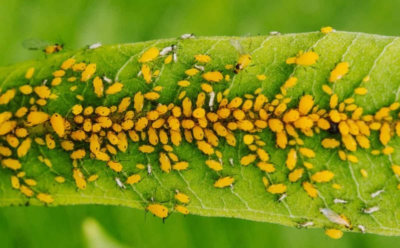 Pairing With Plants That Attract Aphids