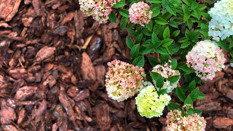 Forgetting to Mulch Container Plants