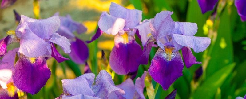 Manage Iris Growth After Blooming