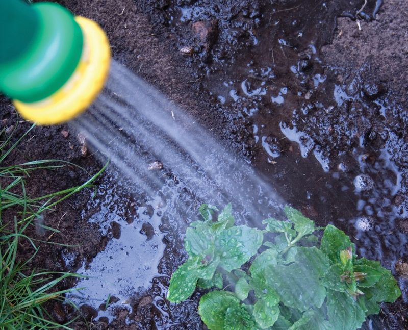 Prevent Mulch from Becoming Hydrophobic