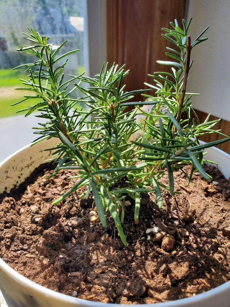 Avoid Cutting Woody Stems