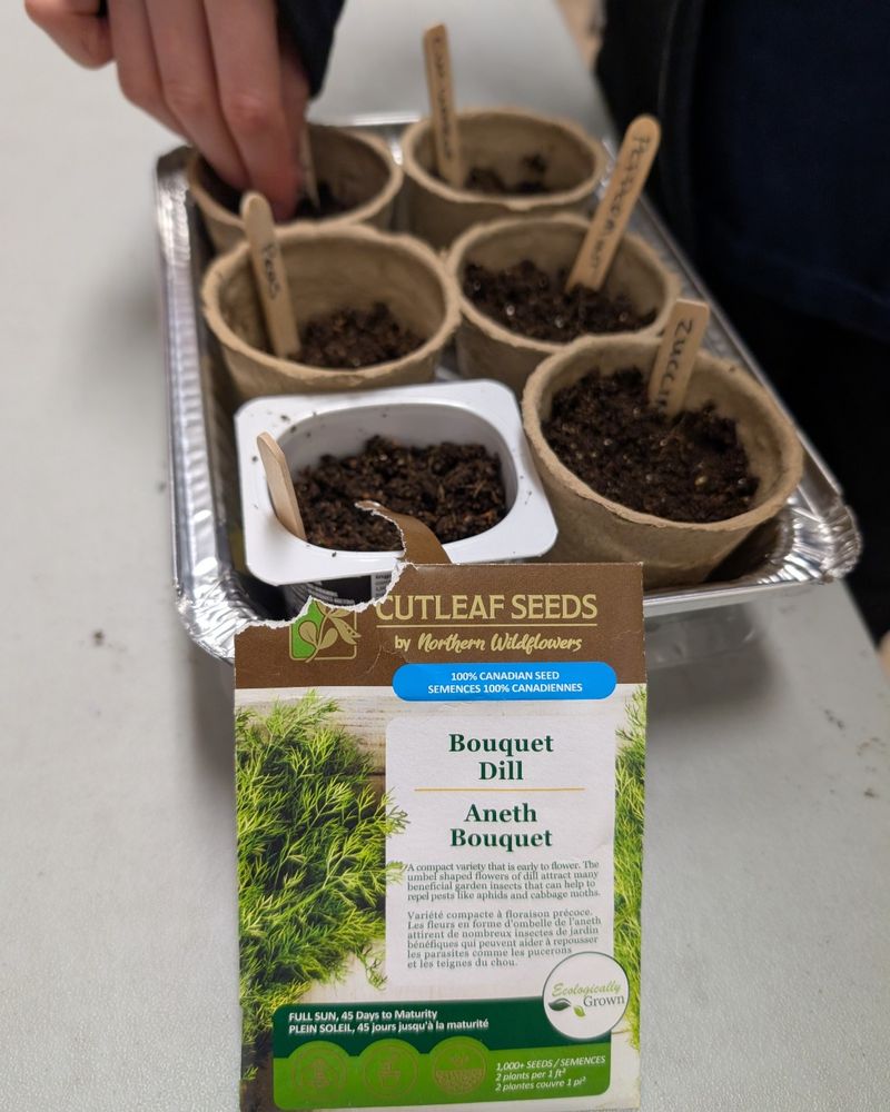 Create Succession Planting