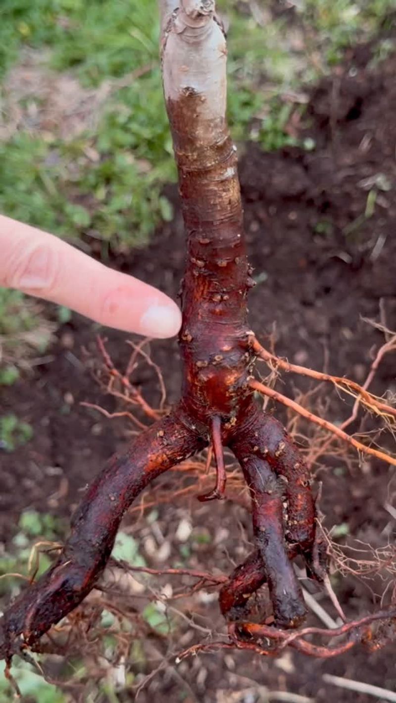 Examine Root Structure