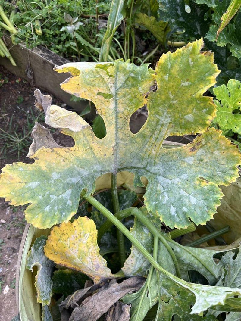 Powdery Mildew