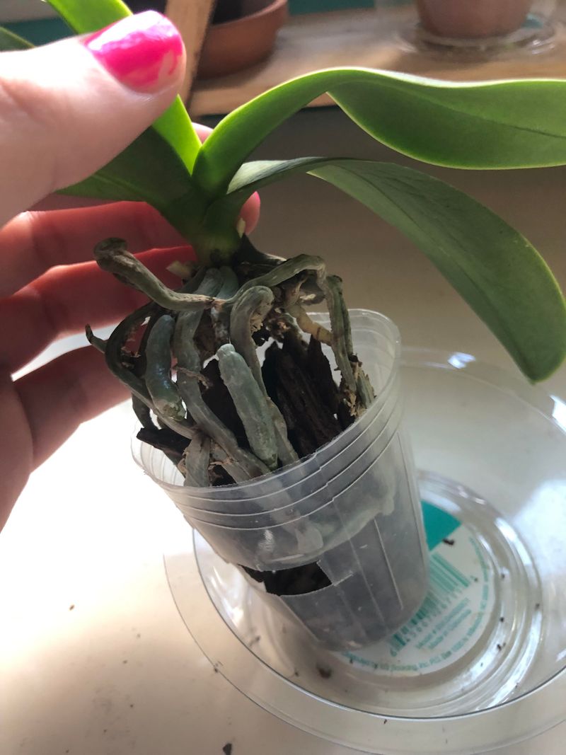 Root Rot Damage