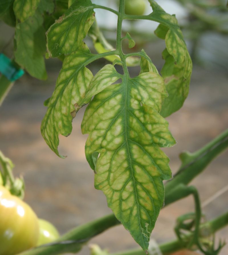 Magnesium Deficiency