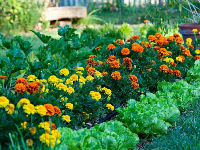 Marigolds