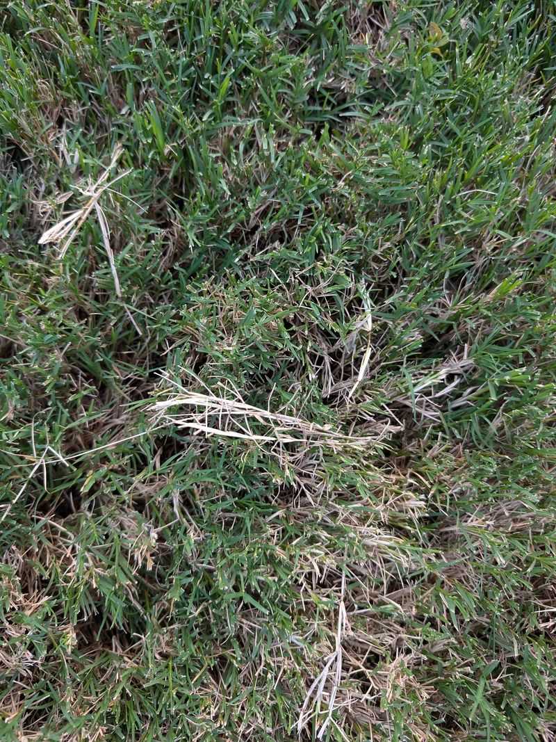 Grass Pulling Instead of Cutting