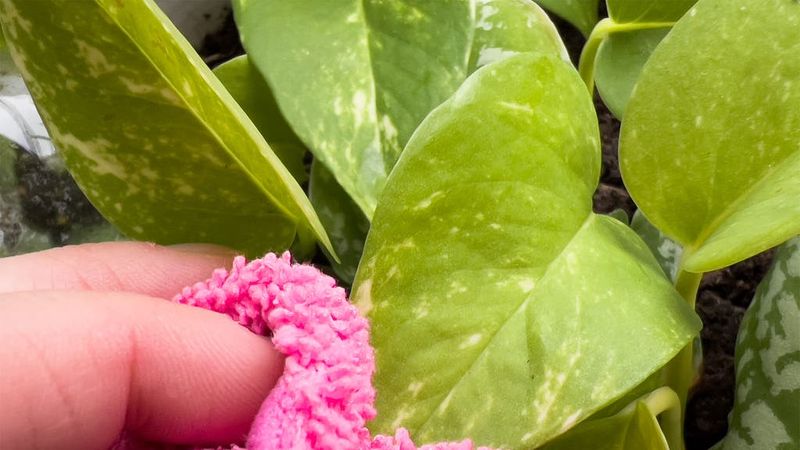 Clean Leaves Regularly