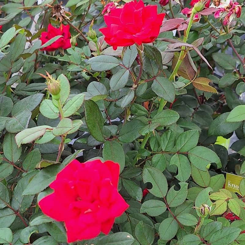 Select Disease-Resistant Varieties
