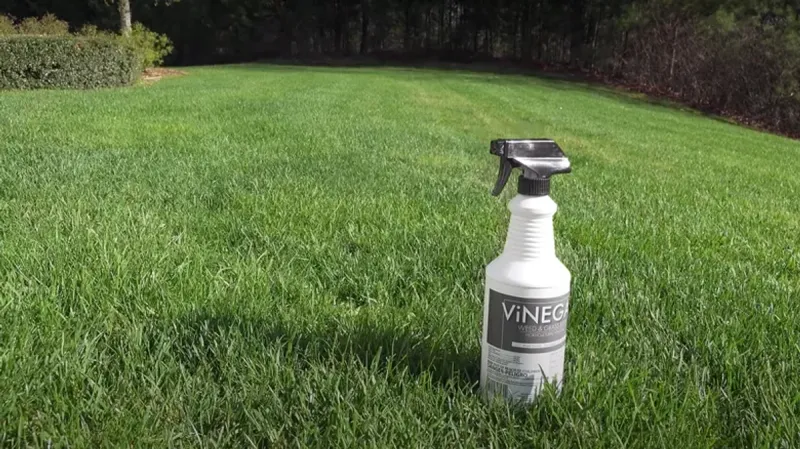 Try Vinegar Spray