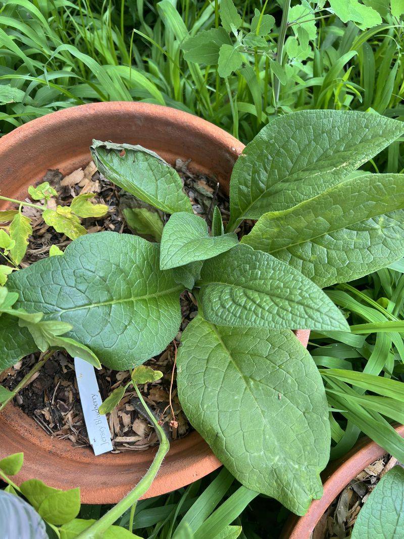 Grow Nutrient-Mining Plants