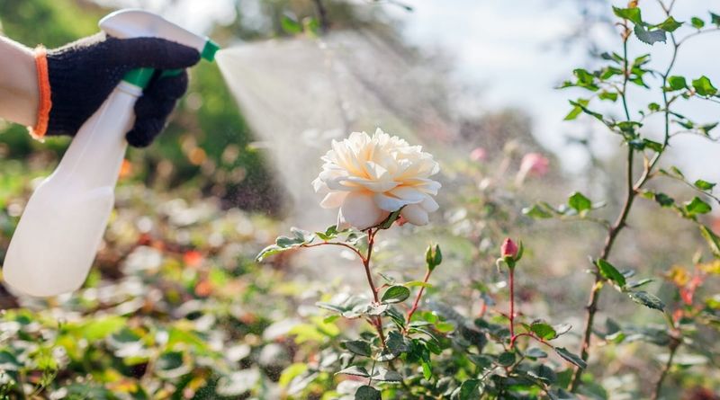 Apply Foliar Feeding in Midsummer for a Quick Boost