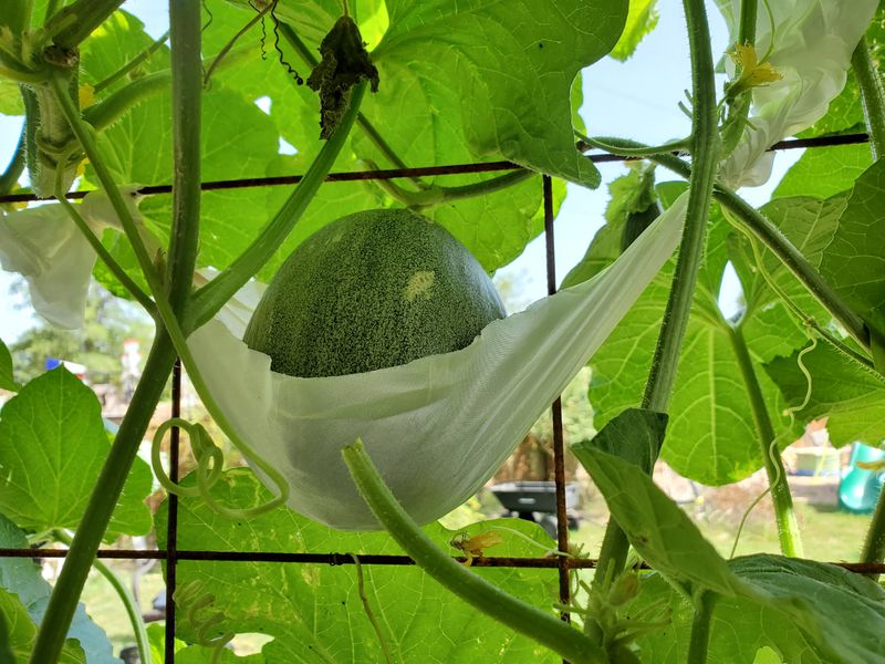 Support Fruits For Vertical Growing