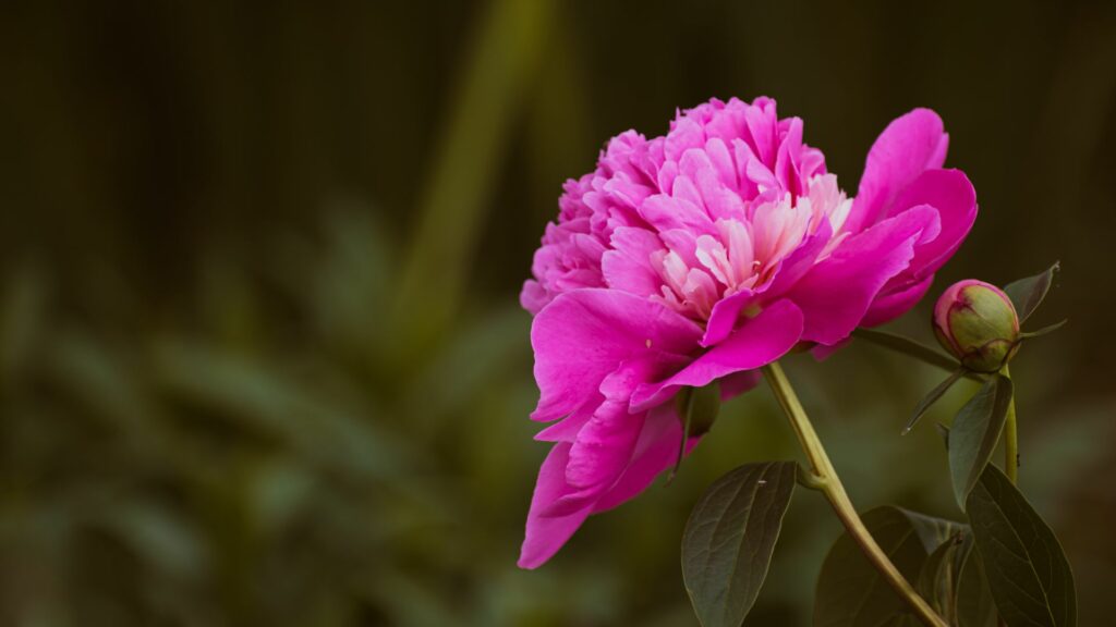 peony