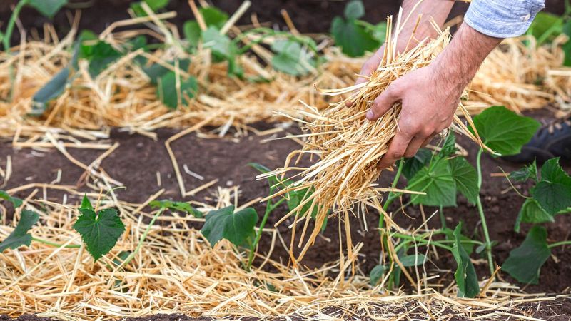 Apply mulch to retain nutrients