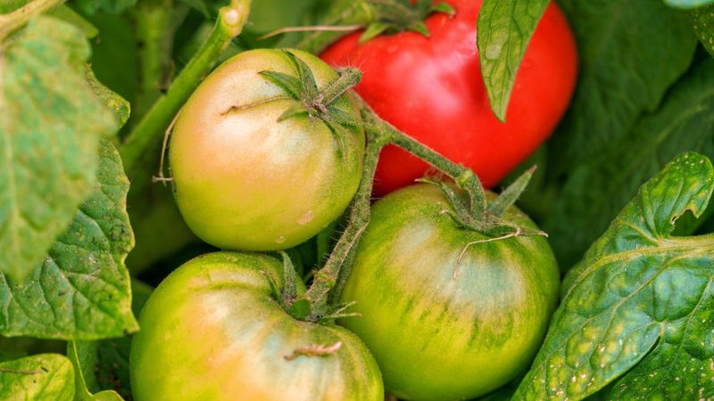 Harvesting Too Late