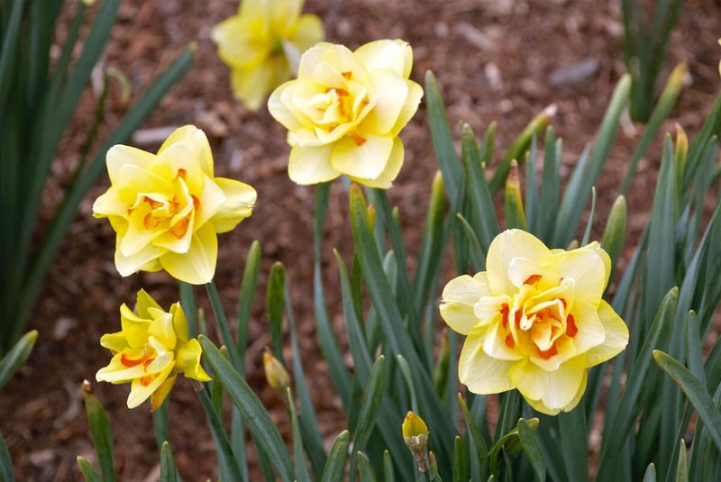 Removing Mulch Too Early In Spring