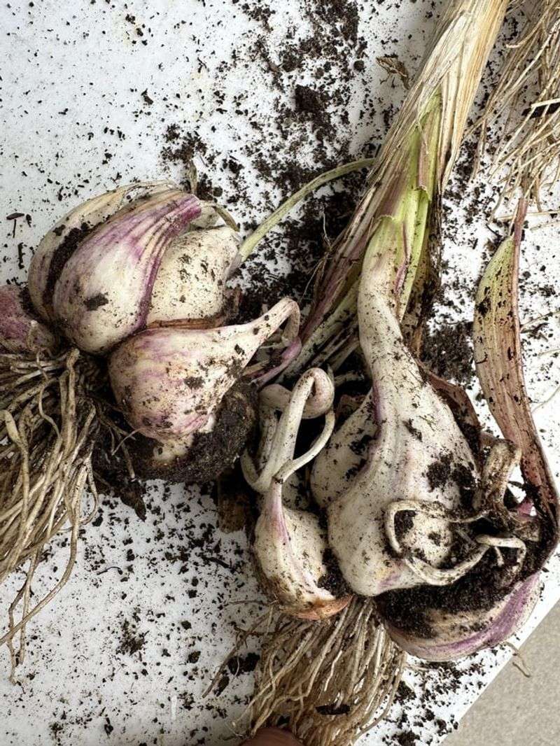 Harvesting Too Late