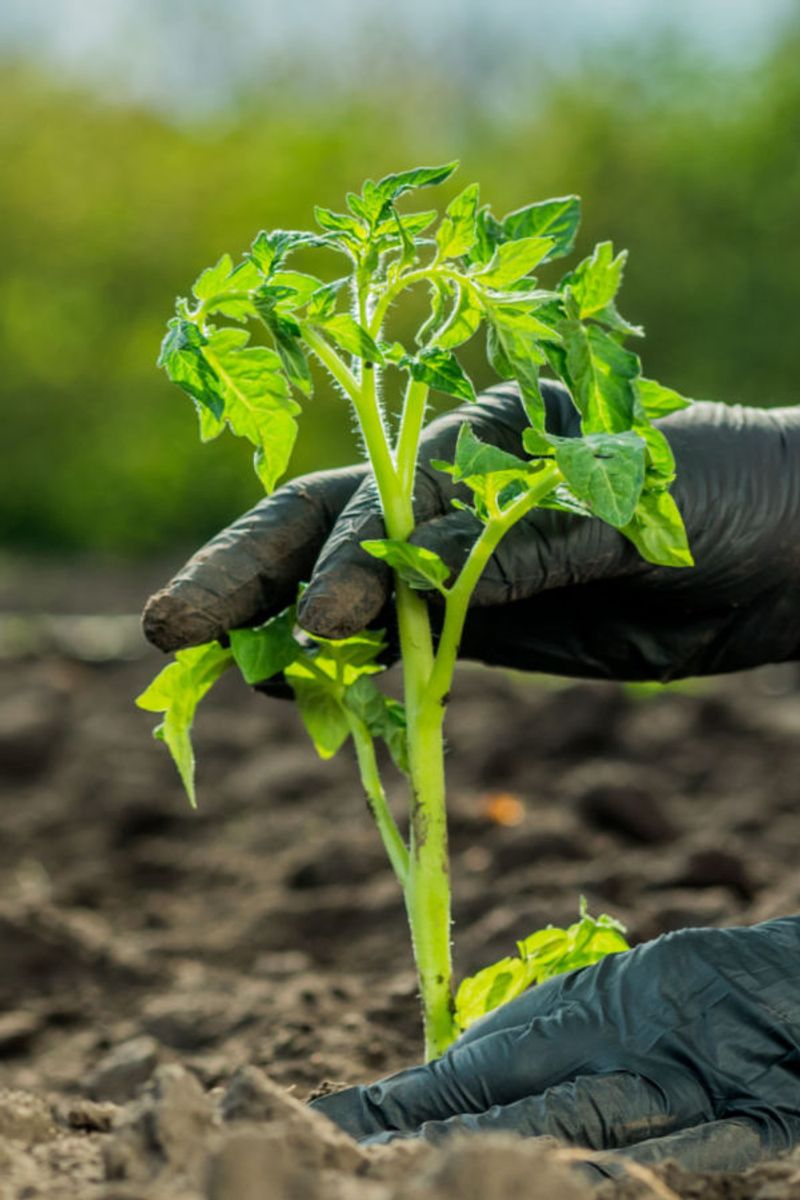 Skipping Hardening Off Seedlings