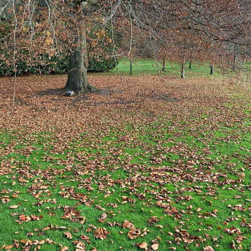 Allowing Leaf Buildup