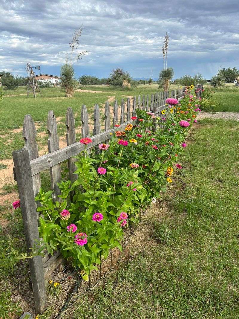 Allowing Aggressive Vining Plants Nearby