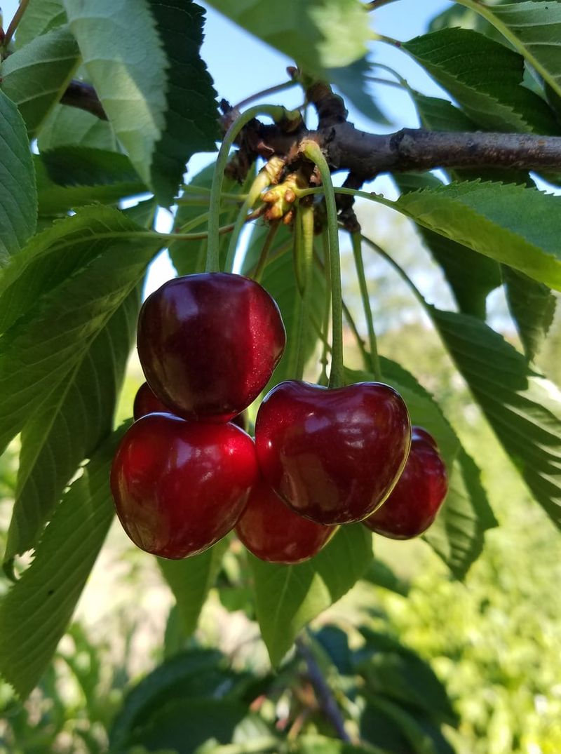 Romeo Cherry